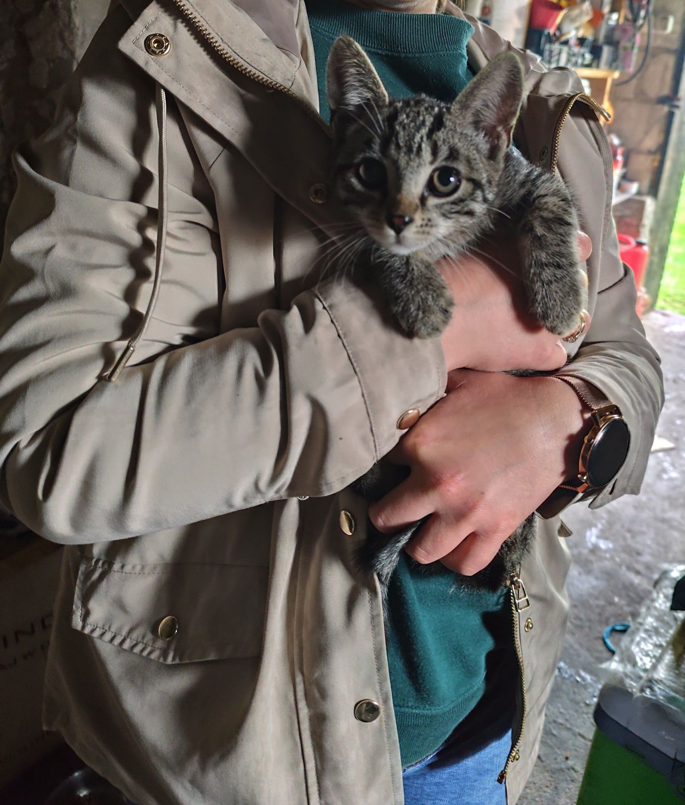 Mała kicia szuka domu. Oddam. Karma