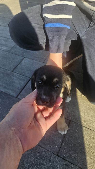 Szczeniak do oddania  za Darmo