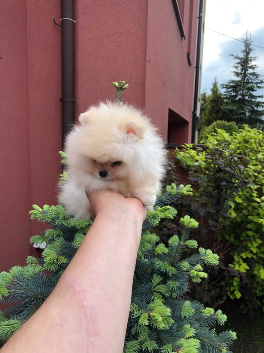 Szpic miniaturowy pomeranian śliczny mini samczyk typ misia BOO