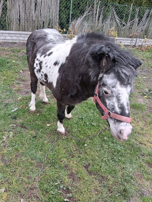 Sprzedam konika (kuca)