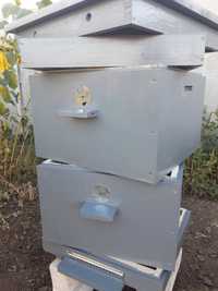 Улики с пчёлами на рамке дадан