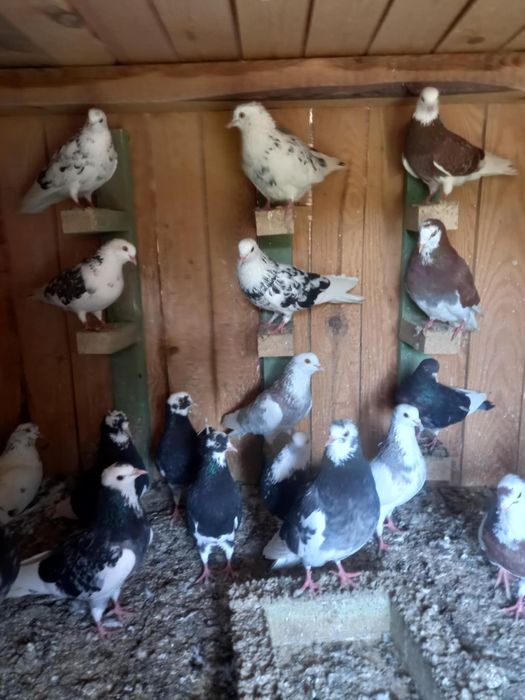 Gołębie Rollery  angielskie