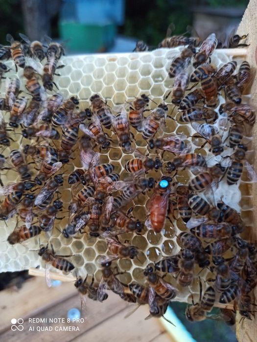 1+1=3 матки Бакфаст ШЗ не перевірені