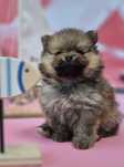 chłopiec szpic miniaturowy pomeranian