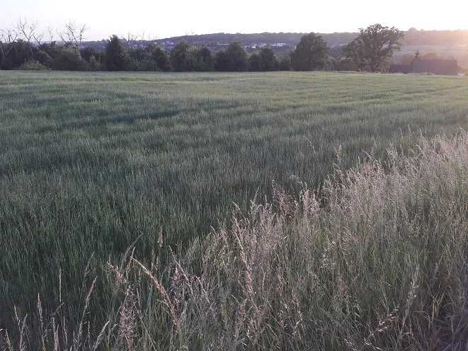 Grudziądz. Działki  1000 m2 z Warunkami Zabudowy