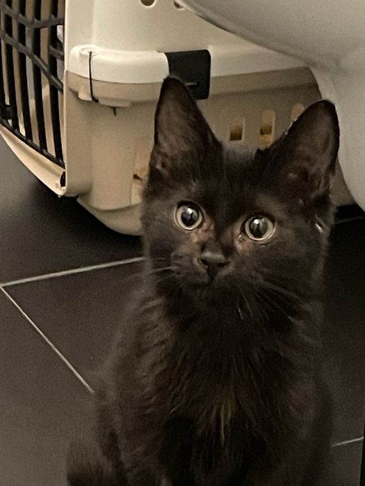 Czarny kotek do pilnej adopcji