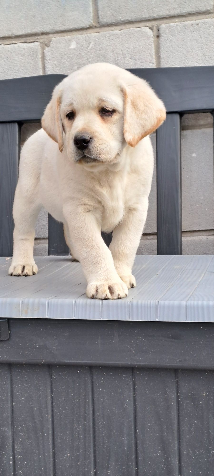 Labrador retriever