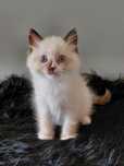 Koteczka Ulma Ragdoll do rezerwacji