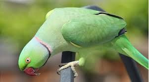 Troco ring necks verdes por outras aves