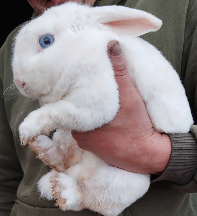 Кролик дівчинка декоративна весловухий баранчик