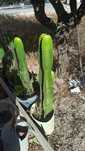 Cactos Mandacaru