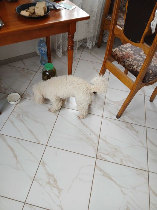 Хлопчик Пудель Мініатюра ( Miniature Poodle  Карликовий) для вязки