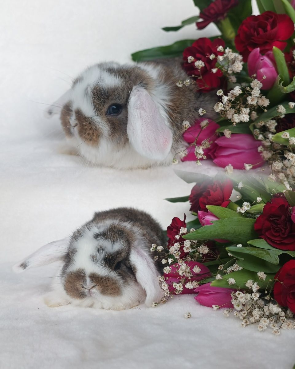 Królik baranek mini lop karzełek domowy