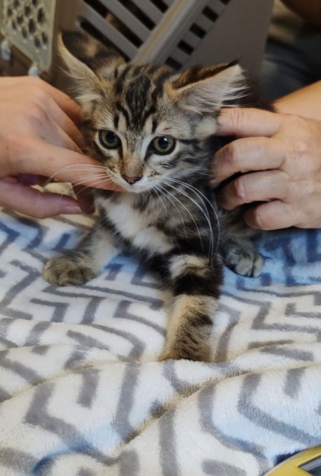 Dou  gatinhos 3 fêmeas e um macho