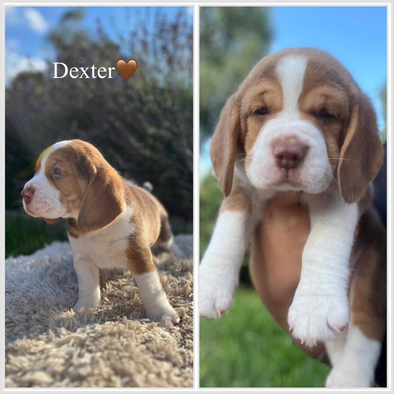 Sprzedam pieska rasy Beagle