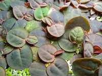 50 szt - Phyllanthus Fluitans, roślina pływająca