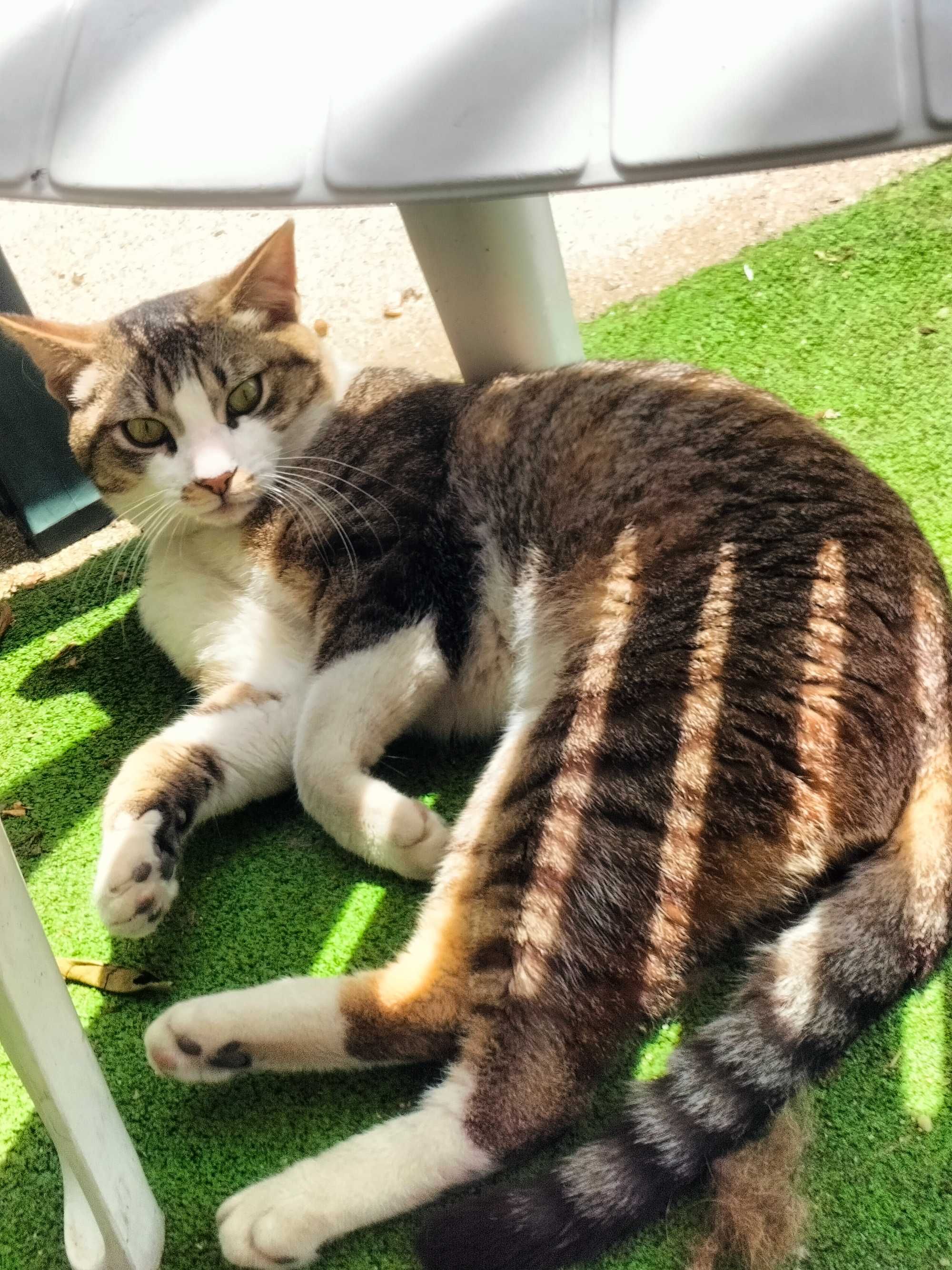 Gatinho para adoção responsável
