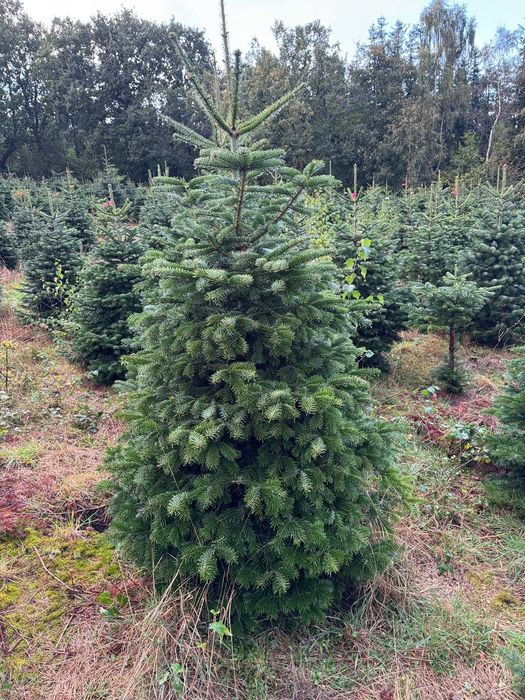 JODŁA KAUKASKA cięta choinki 200-250 cm duże ilości - transport