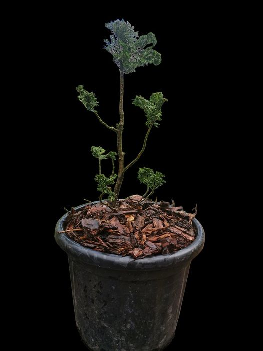 Bonsai cyprysik gracilis,  bonsai tuja szmaragd