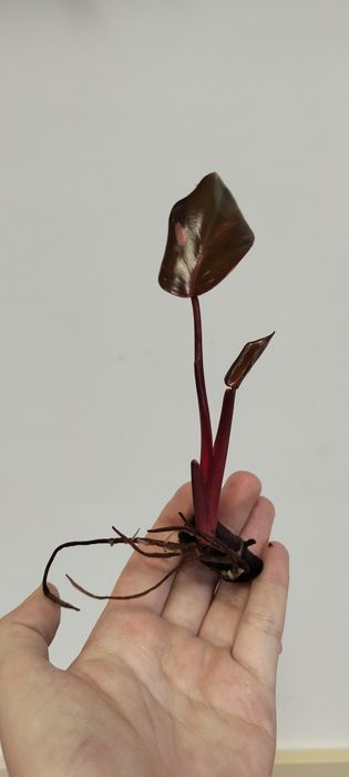 Filodendron Pink Princess