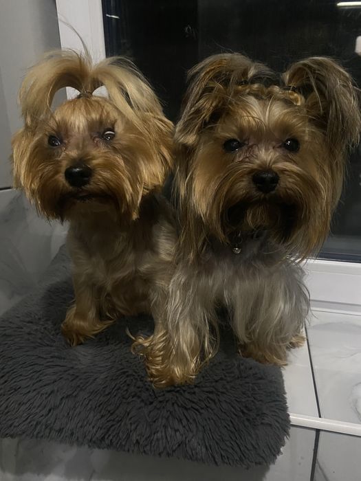 Розкішна мікро дівчинка yorkie baby fase