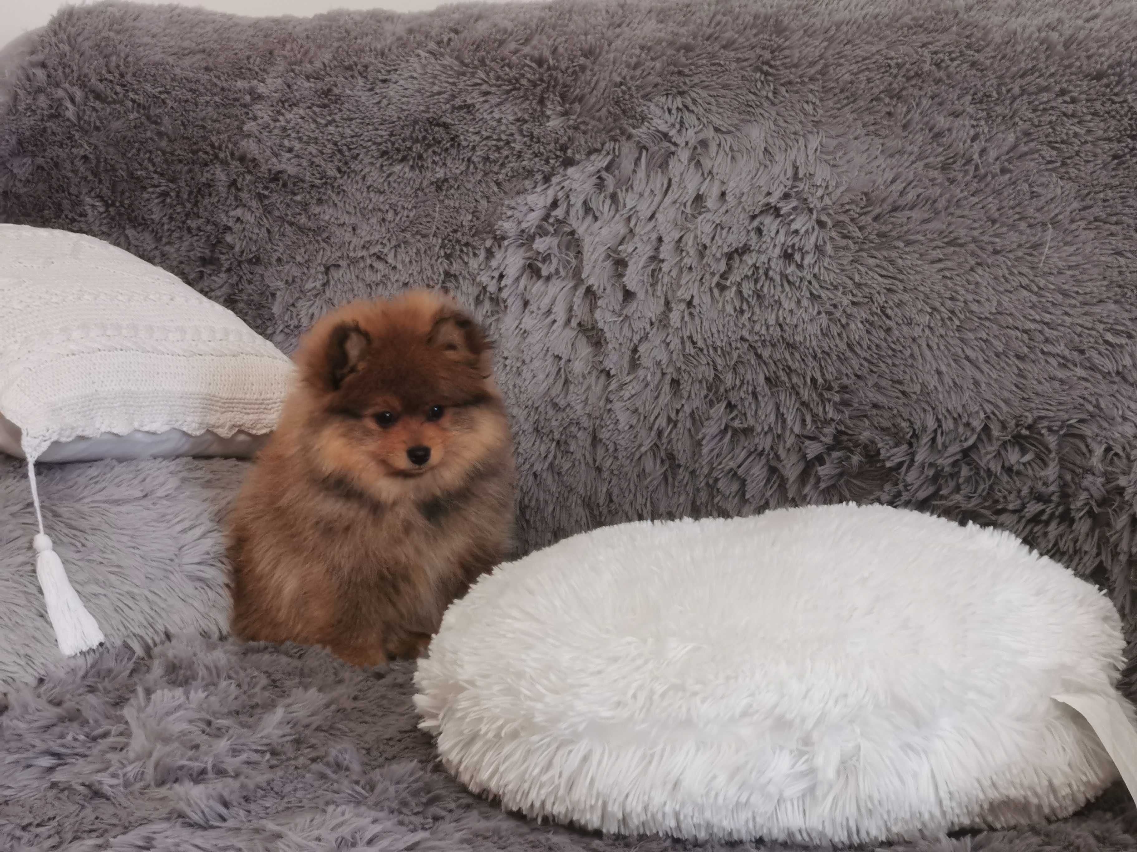 Szpic miniaturowy pomeranian suczka