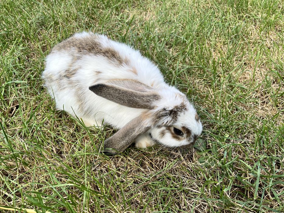 Młode króliki Barany Francuskie