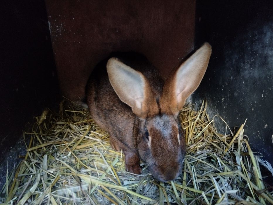 Zajęczak mahoniowy samica zakocona