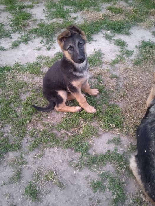 Цуценята Німецької вівчарки