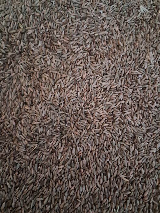 Żyto sprzedam  zbiór 2025