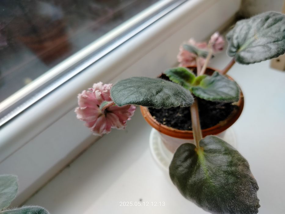 Пропоную обмін фіалками/листям