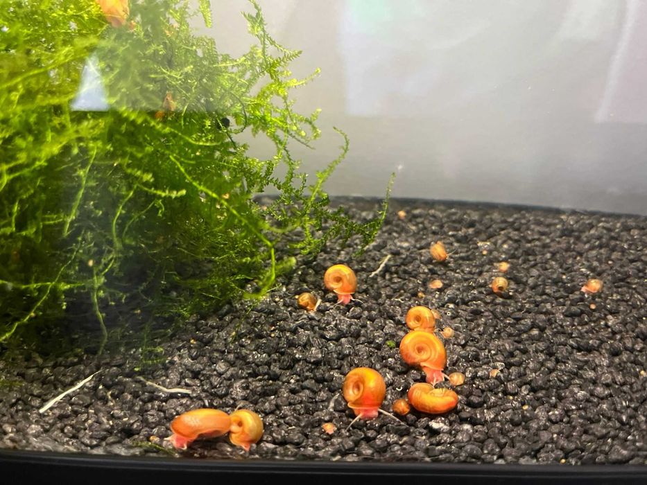 Caracóis Planorbis Corneus Vermelhos (Adultos e juvenis)