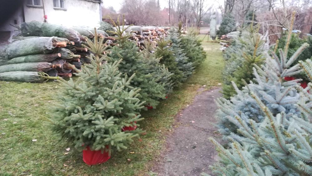 Świerk srebrny 1,5 -1,8,  Dostawa Warszawa i okolice  - Puławska 416