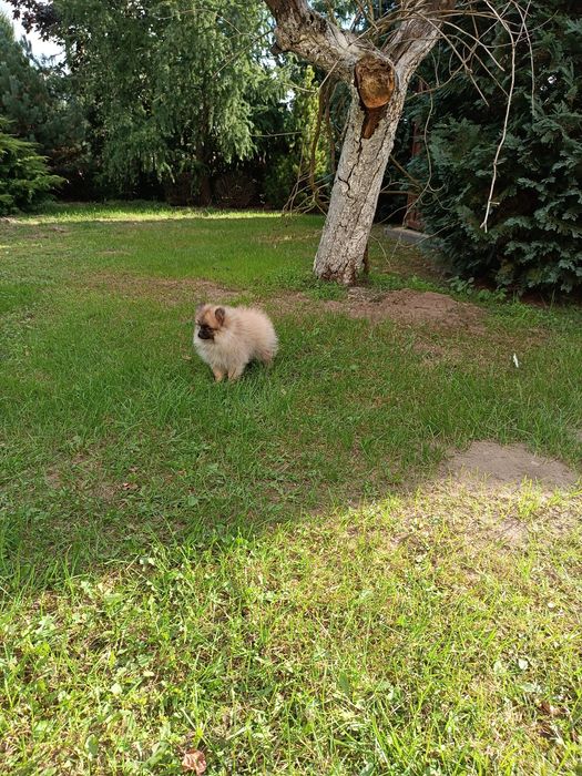 Szczeniak Szpic Pomeranian miniaturowy (chłopak)