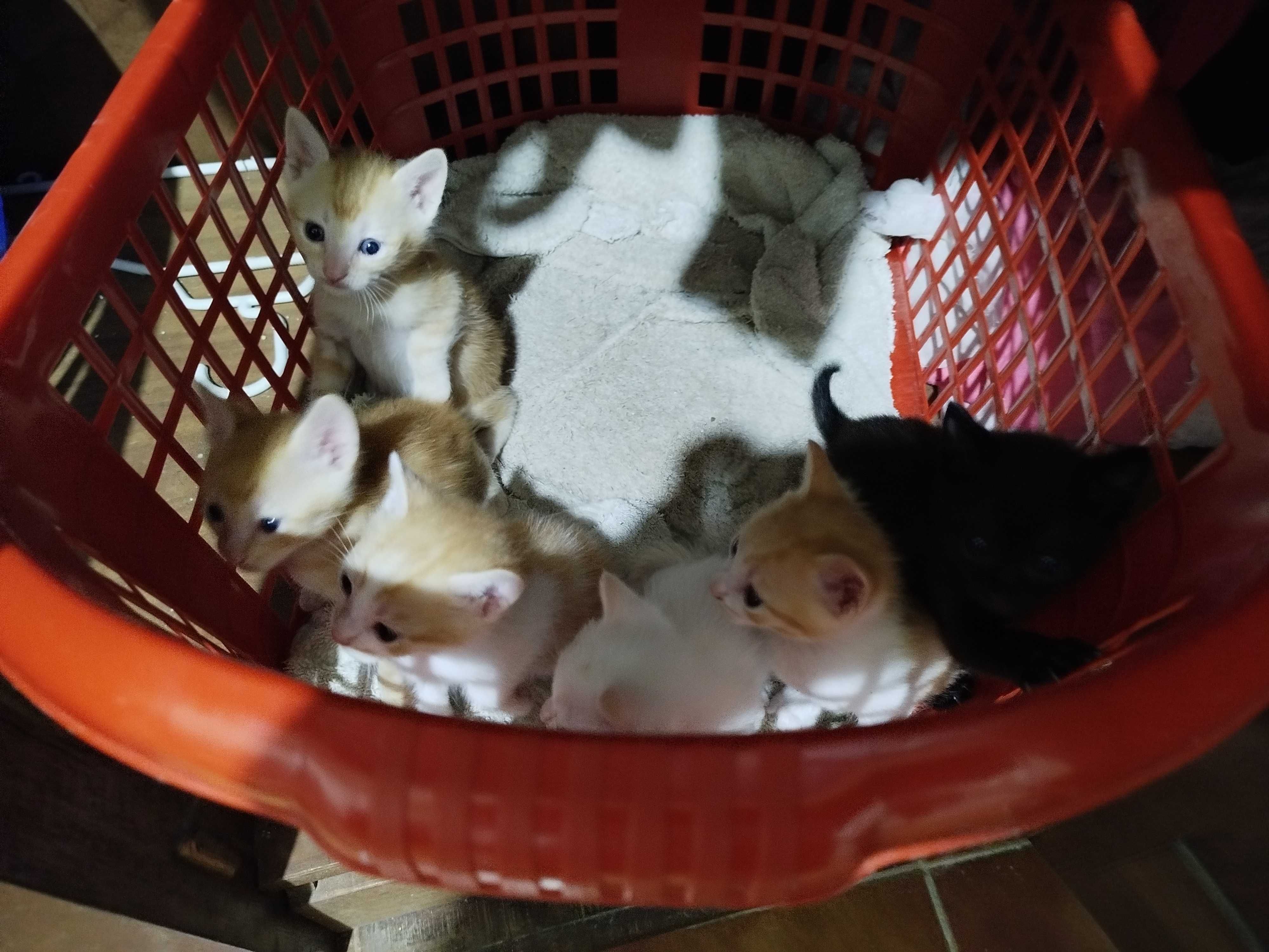Gatinhos bebes para adoção
