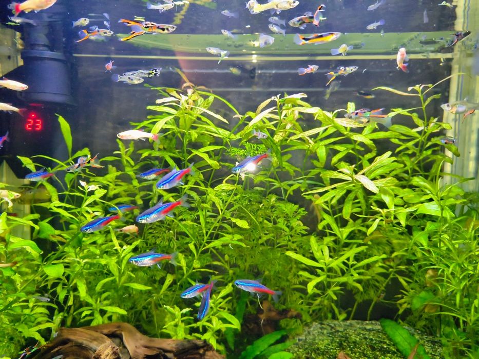 Gupiki endlera z własnej hodowli.Super kolory po wybarwieniu! Gratisy