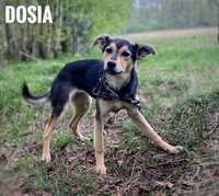 10 miesieczna kochana Dosia. 10 kg. Adopcja