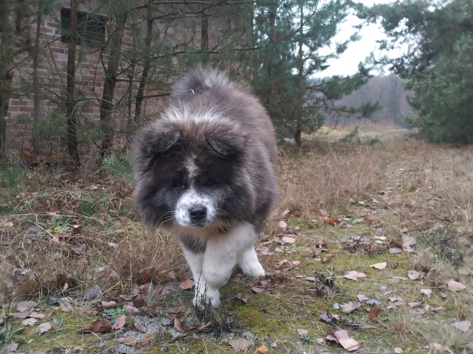 Szczeniak Japońska Akita Inu