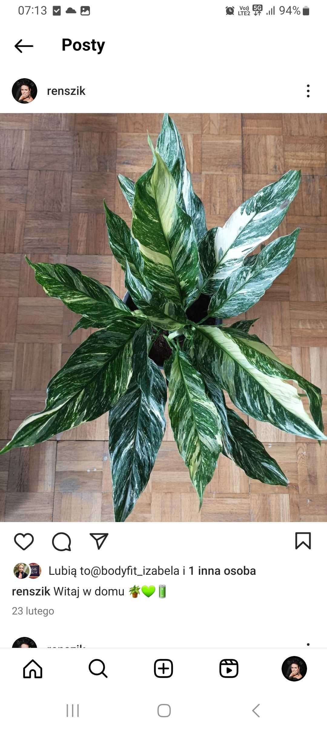 Skrzydłokwiat Diamond Variegata (Spathiphyllum)