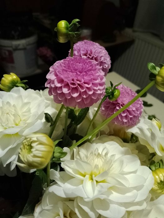 Жоржина Брайд ту бі