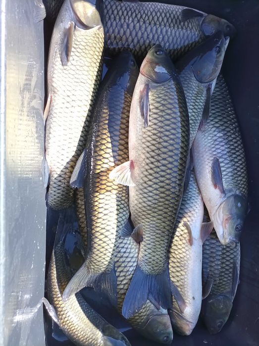 Karp 1,5-3 kg hodowany na zbożu , tołpyga lin karaś sandacz szczupak