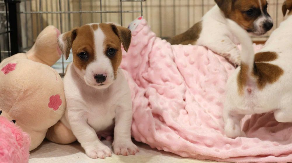 Szczenię Jack Russell Terrier z hodowli "BREFIO" /bad. genetyczne