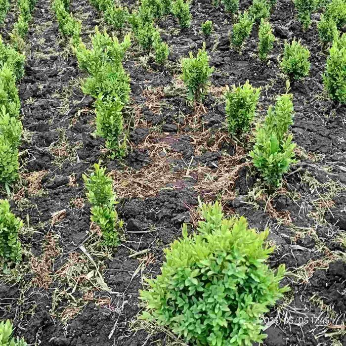 Самшит на живопліт