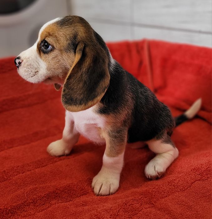 Beagle Szczeniak Maluch Śliczny