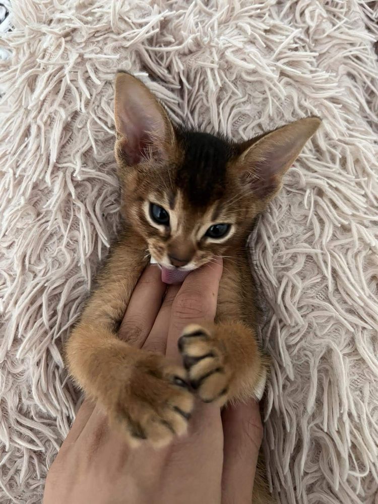 Абиссинские Котята