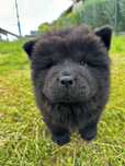 Chow Chow uroczy czarny piesek Gotowy do odbioru !