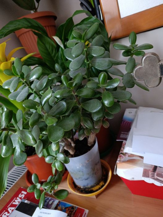 drzewko szczęścia grubosz pilnie sprzedam