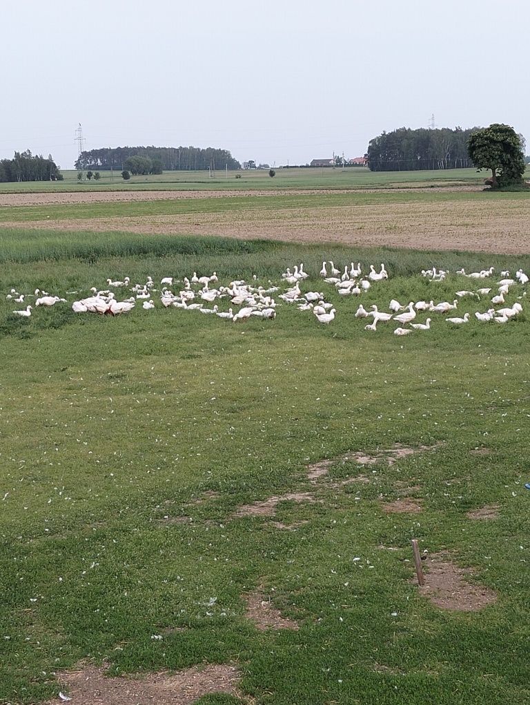 Sprzedam gęś wolny wybieg