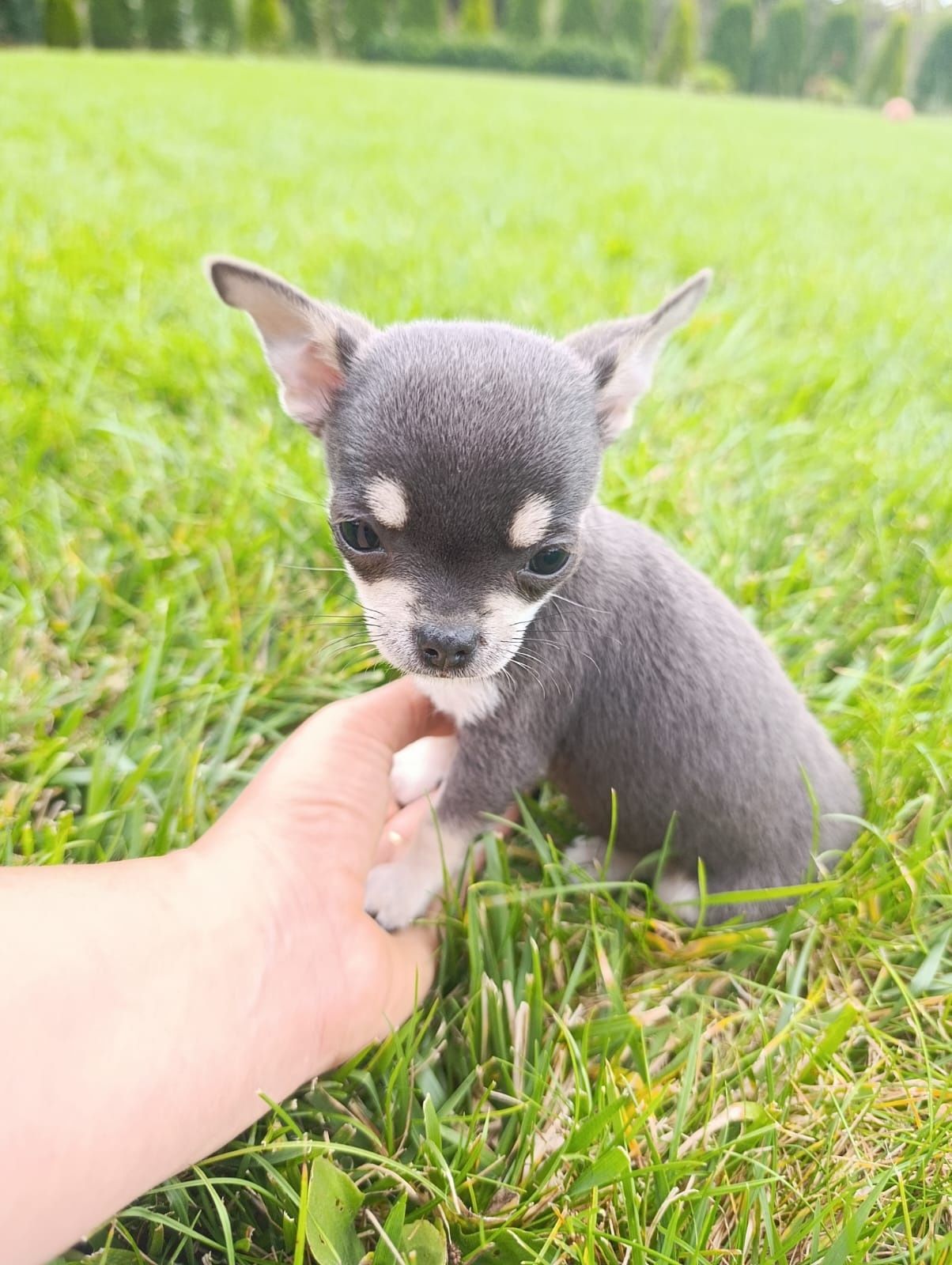 Piesek chihuahua