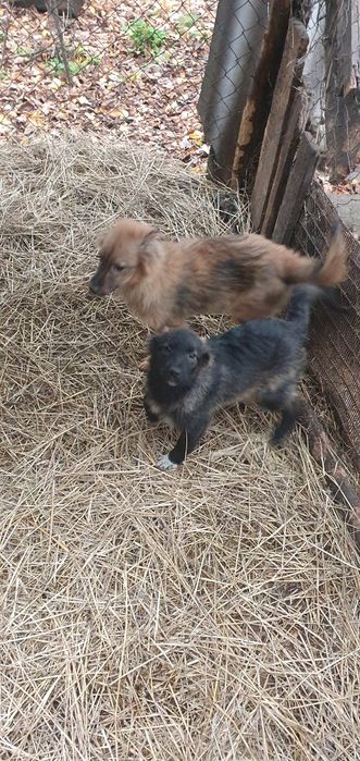 Отдам щенков бесплатно